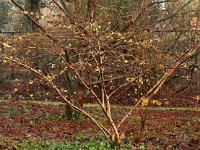 Hamamelis Pallida 2016 01 23 9047